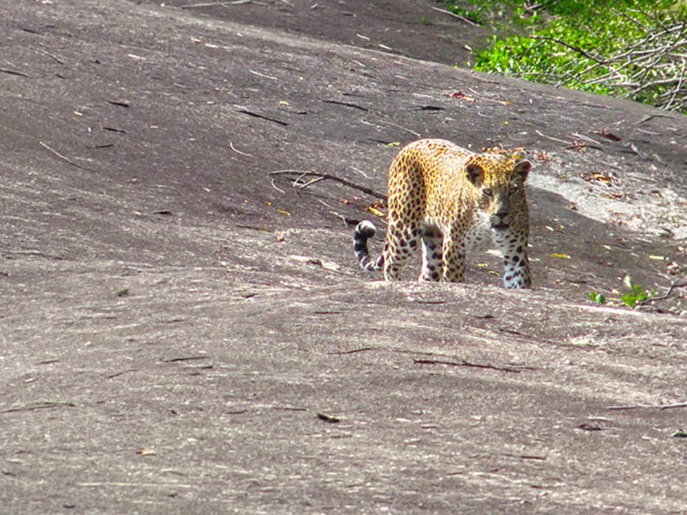 A Sri Lankan leopard walking across an open granite rock face in Yala Block I