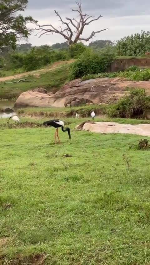 A woolly-necked stork foraging in an open wetland