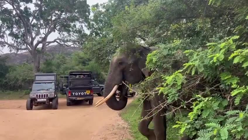 A bull elephant browsing beside safari jeeps on a park road