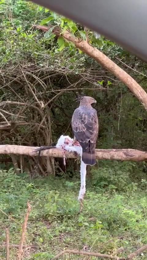 A changeable hawk-eagle perched with its catch