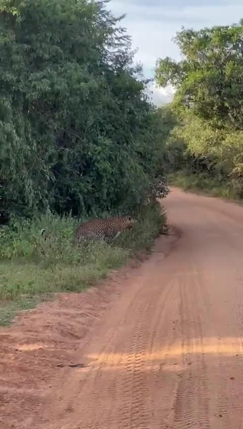 A leopard crossing a dirt safari track