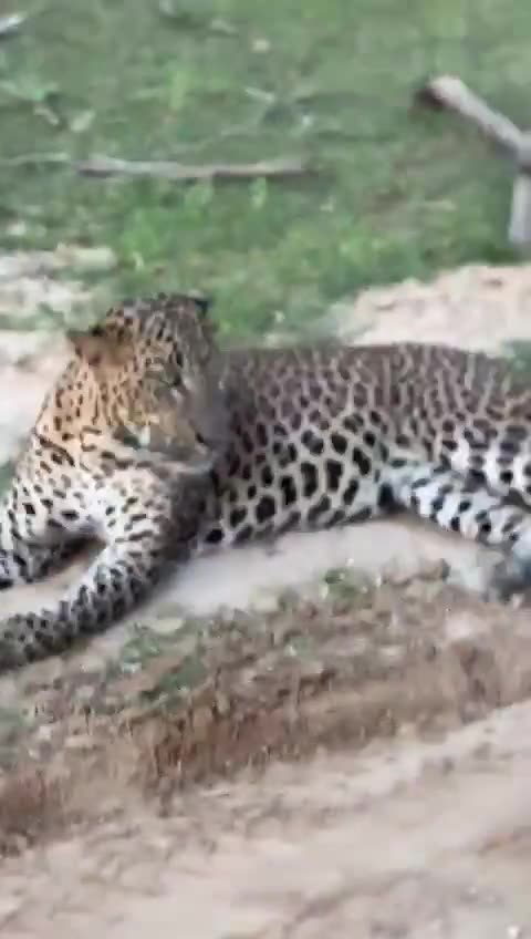 A leopard resting on a sandy bank