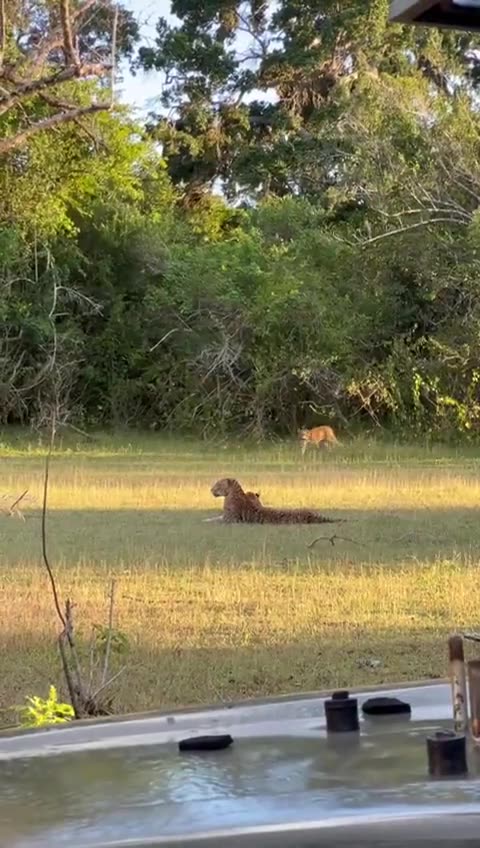 A leopard resting in open grassland with another animal passing behind it