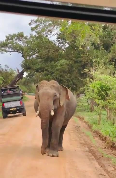 A bull elephant walking directly toward a safari jeep on a park road