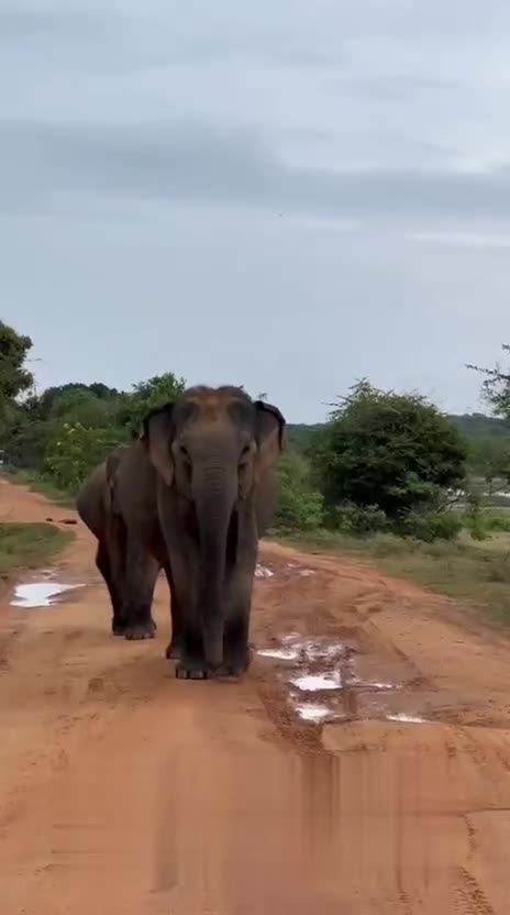 A small elephant herd walking along a dirt road in Yala