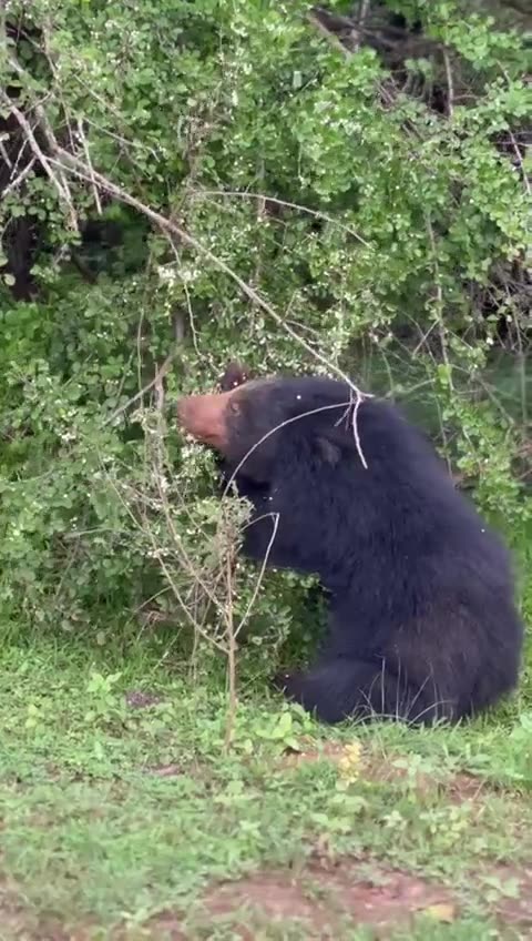 A Sri Lankan sloth bear feeding on a flowering shrub