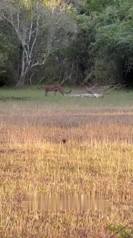 Two young leopards playing in an open grassland