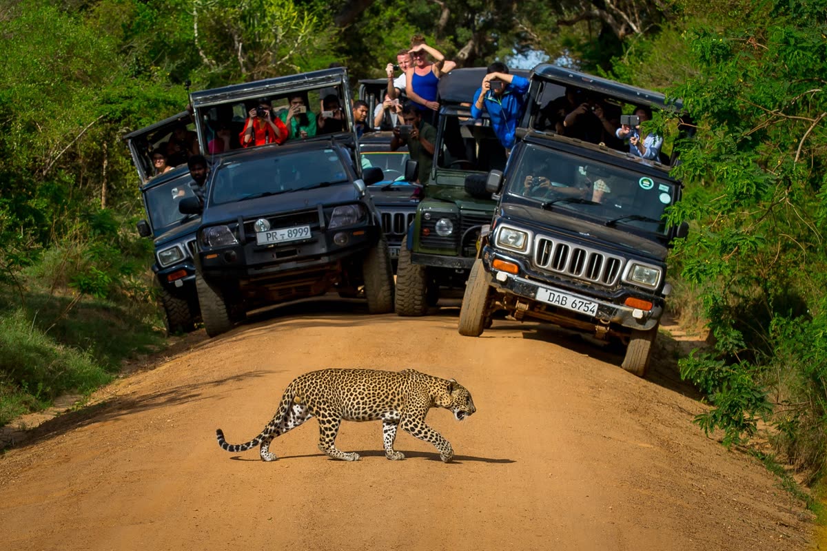 A leopard crossing a dirt track in Yala while a jam of safari jeeps full of tourists watches