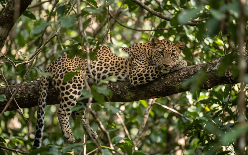 Ella to South coast via Yala safari